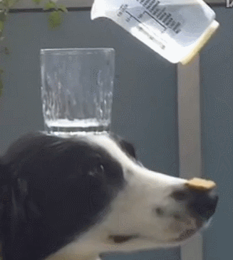 dog37.gif